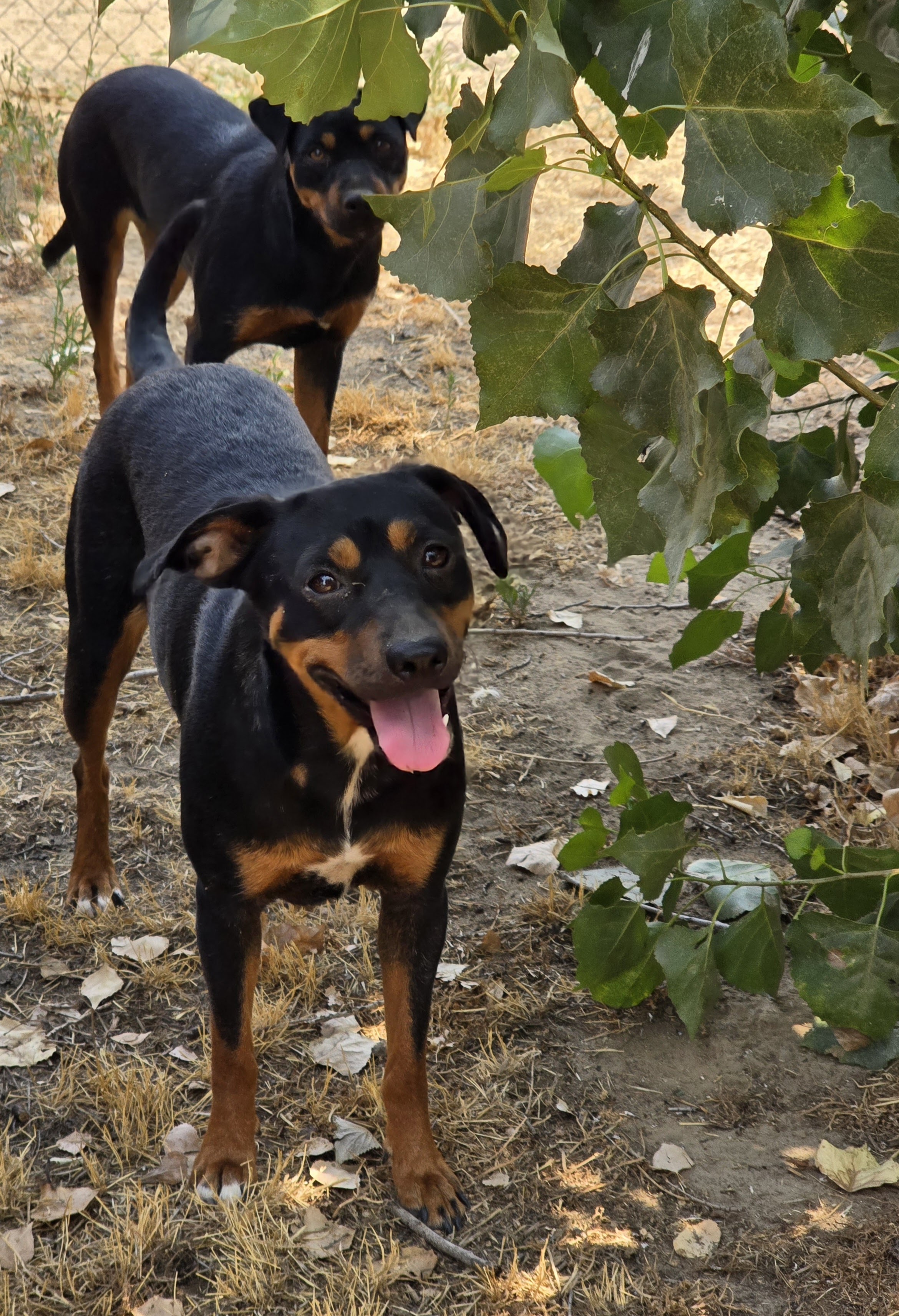 Enlarge Rue, a Adoptable mixed breed in Selma, CA image 2/3