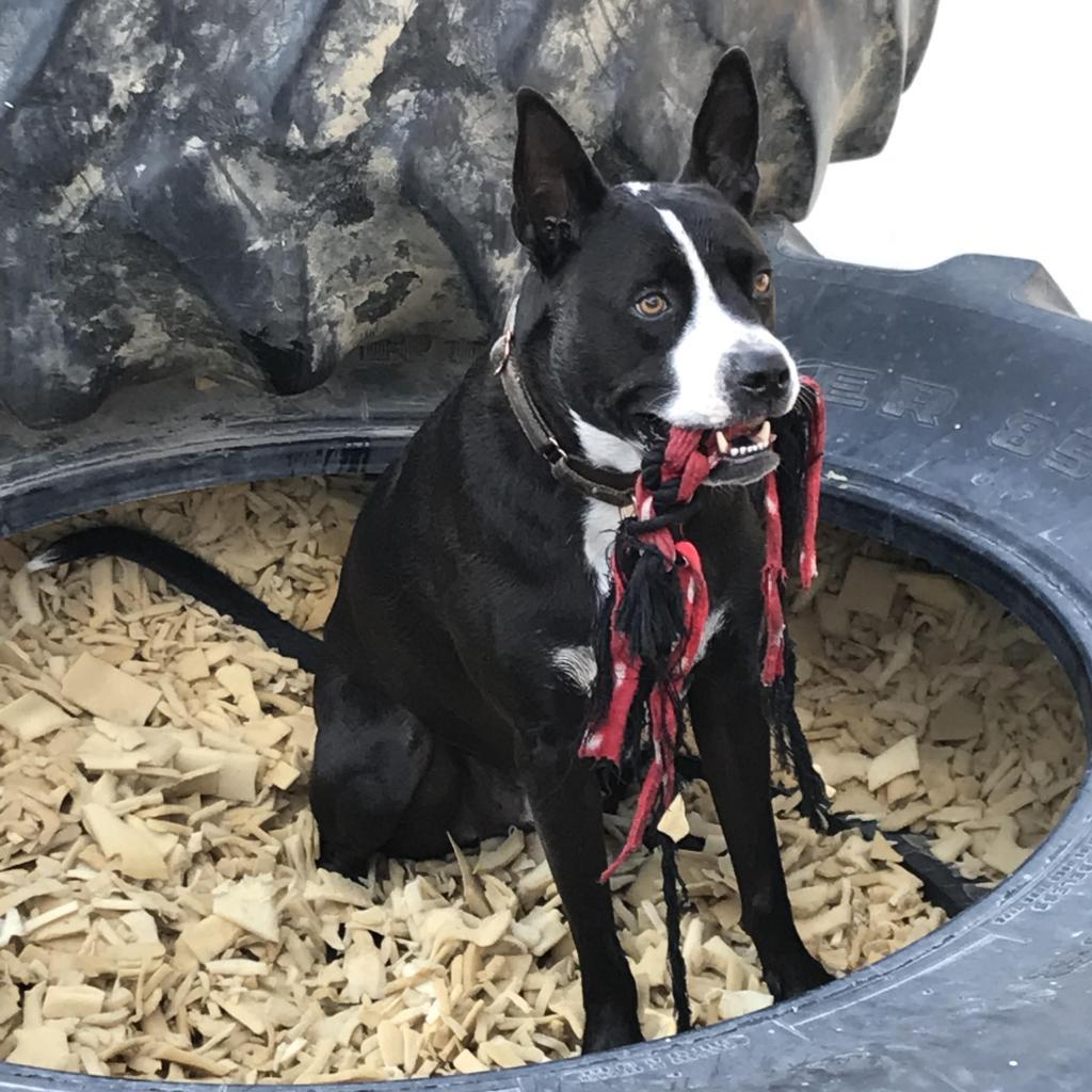 Fievel, Adoptable, Senior Male Pit Bull Terrier & Australian Kelpie.