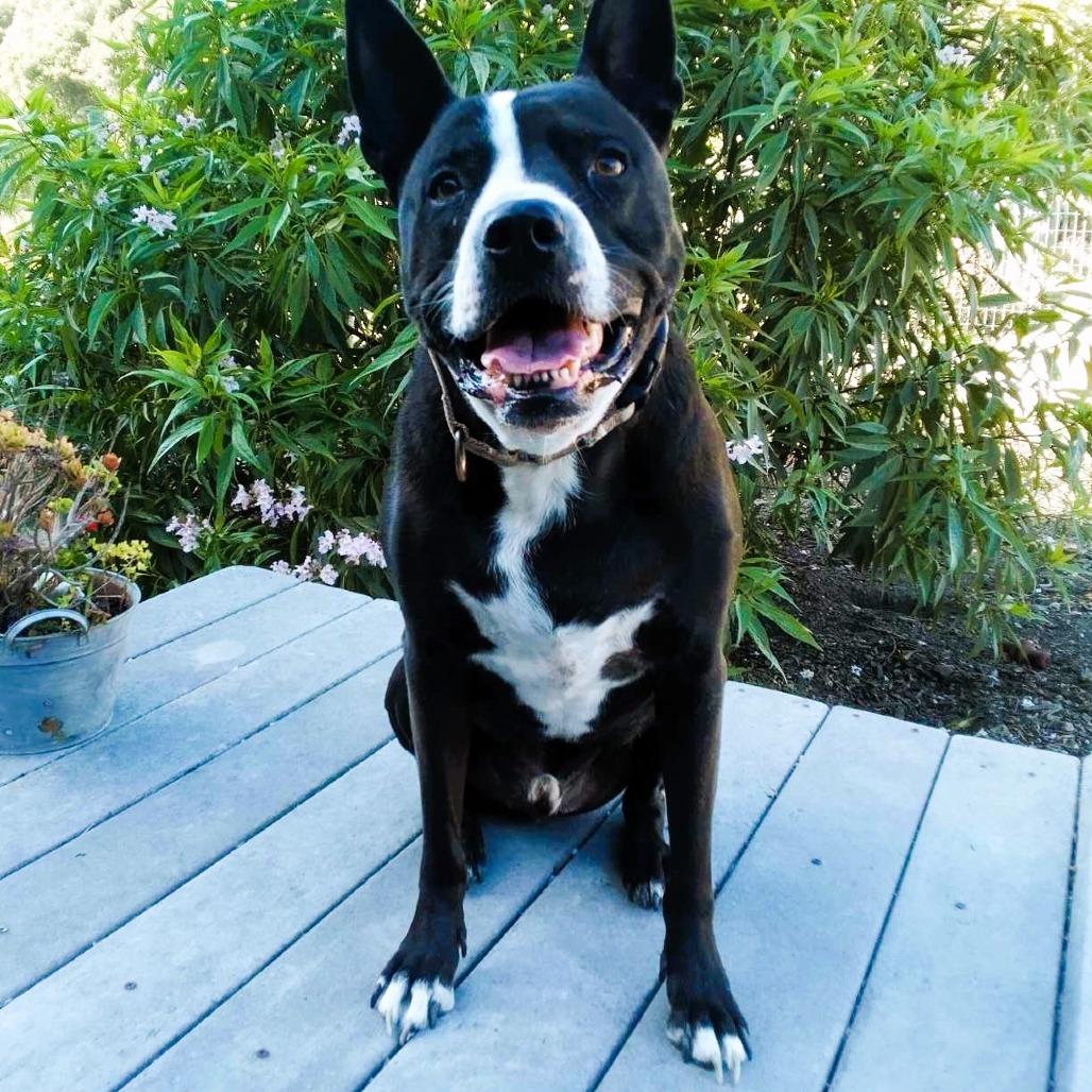 Enlarge Fievel, a Adoptable mixed breed in Lompoc, CA image 3/6