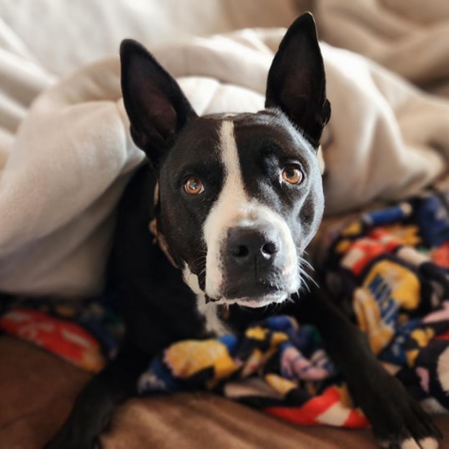 Enlarge Fievel, a Adoptable mixed breed in Lompoc, CA image 4/6