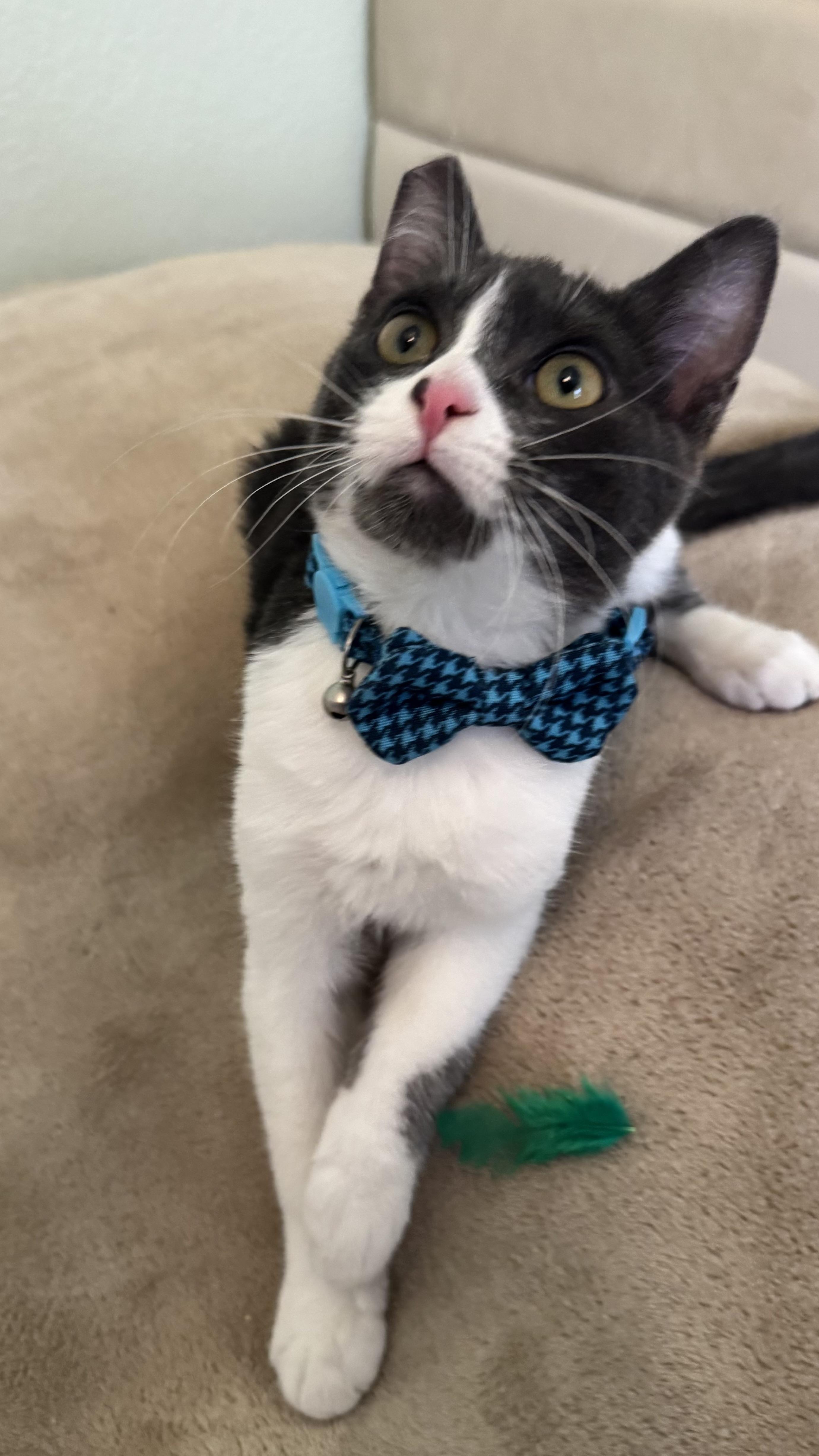 Blue , ADOPTABLE, Young Male Tuxedo.