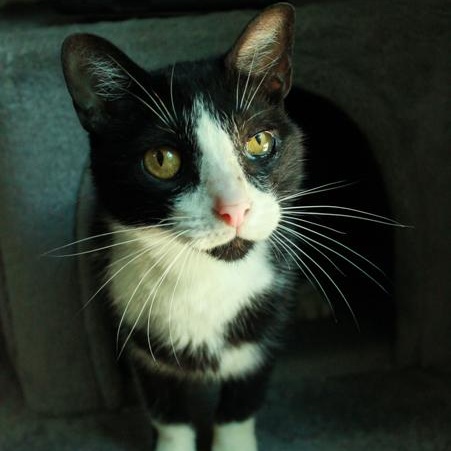 Blizzard, Adoptable, Senior Male Domestic Short Hair.