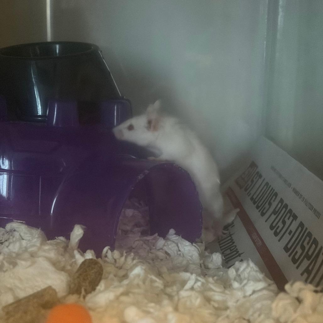Enlarge Queso, a Adoptable Mouse in Columbia, MO image 1/3
