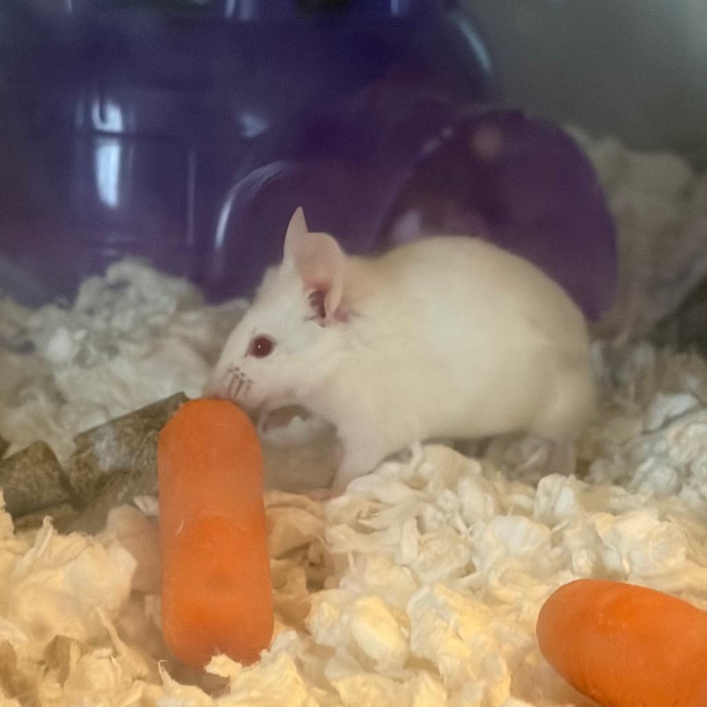 Enlarge Queso, a Adoptable Mouse in Columbia, MO image 2/3