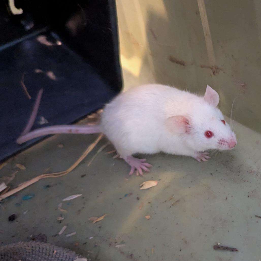 Enlarge Queso, a Adoptable Mouse in Columbia, MO image 3/3