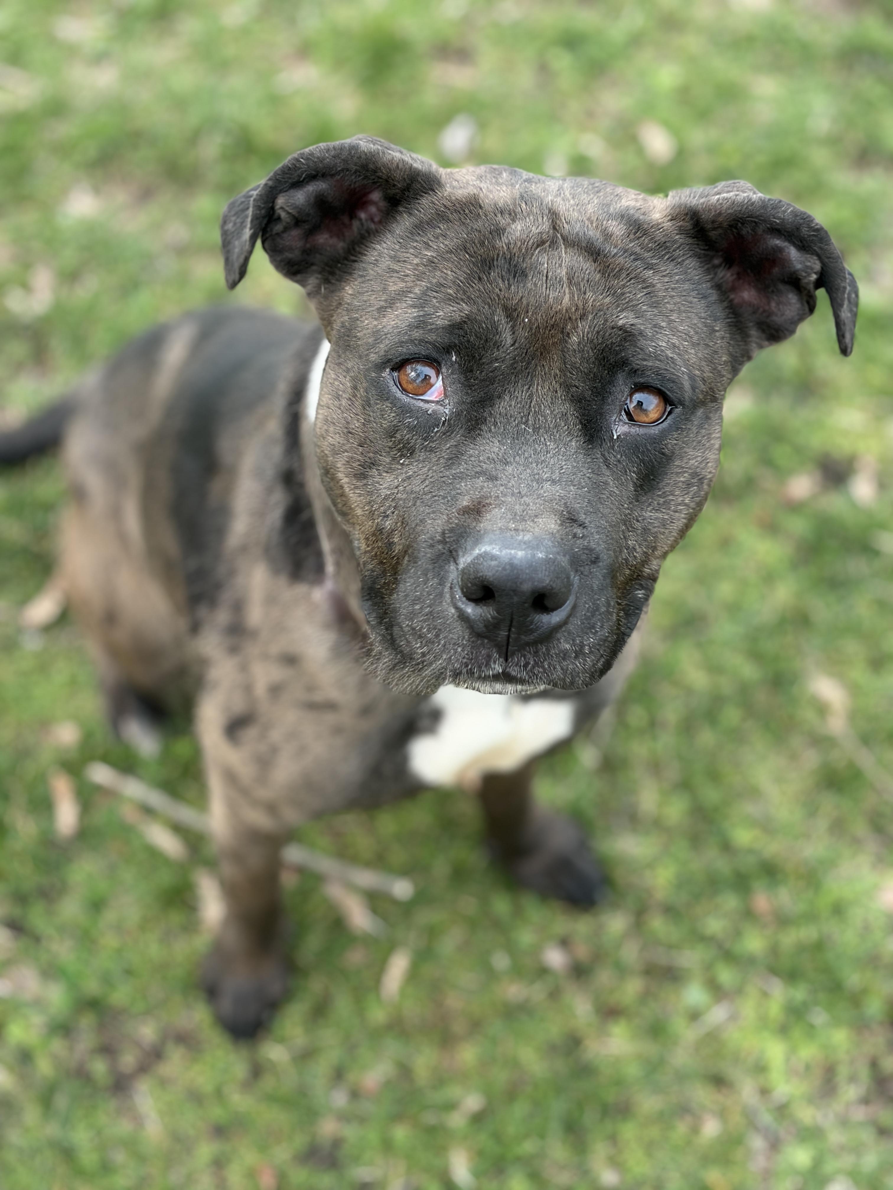 Enlarge Maggie AVAILABLE , a Adoptable Pit Bull Terrier in Canton, OH image 1/5