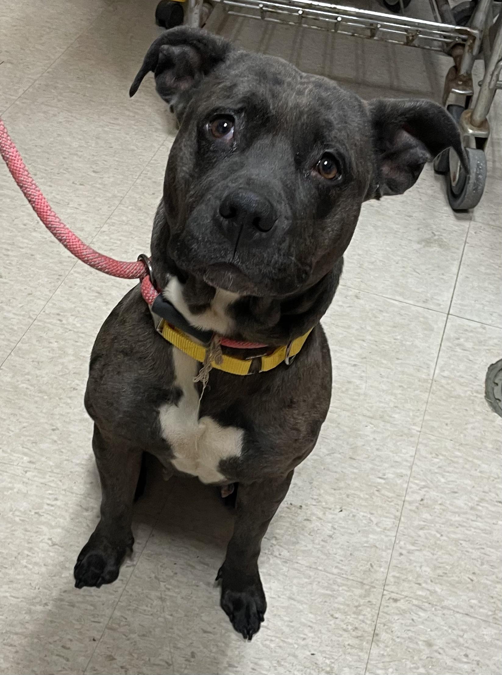 Enlarge Maggie AVAILABLE , a Adoptable Pit Bull Terrier in Canton, OH image 1/2