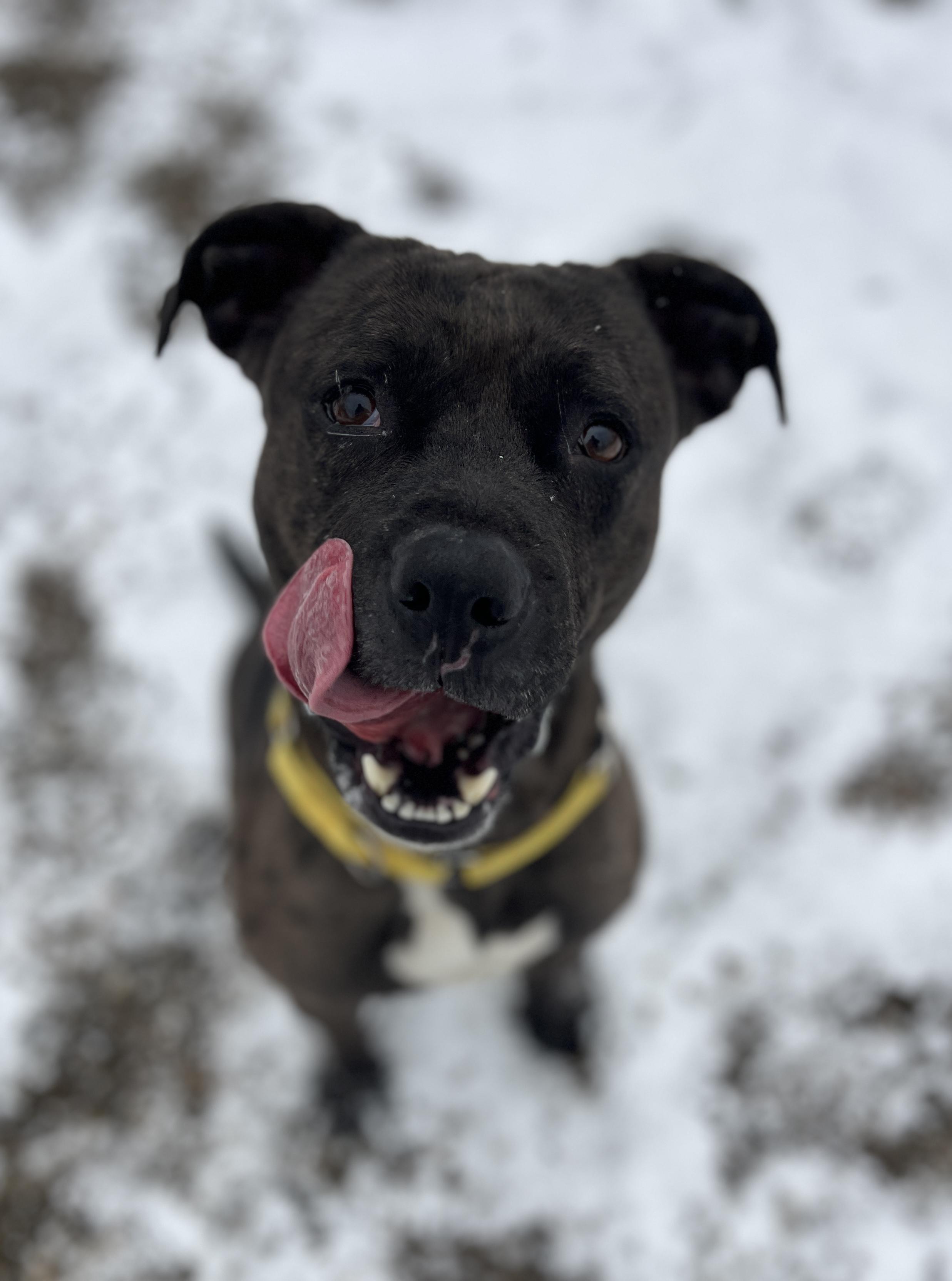 Enlarge Maggie AVAILABLE , a Adoptable Pit Bull Terrier in Canton, OH image 2/4