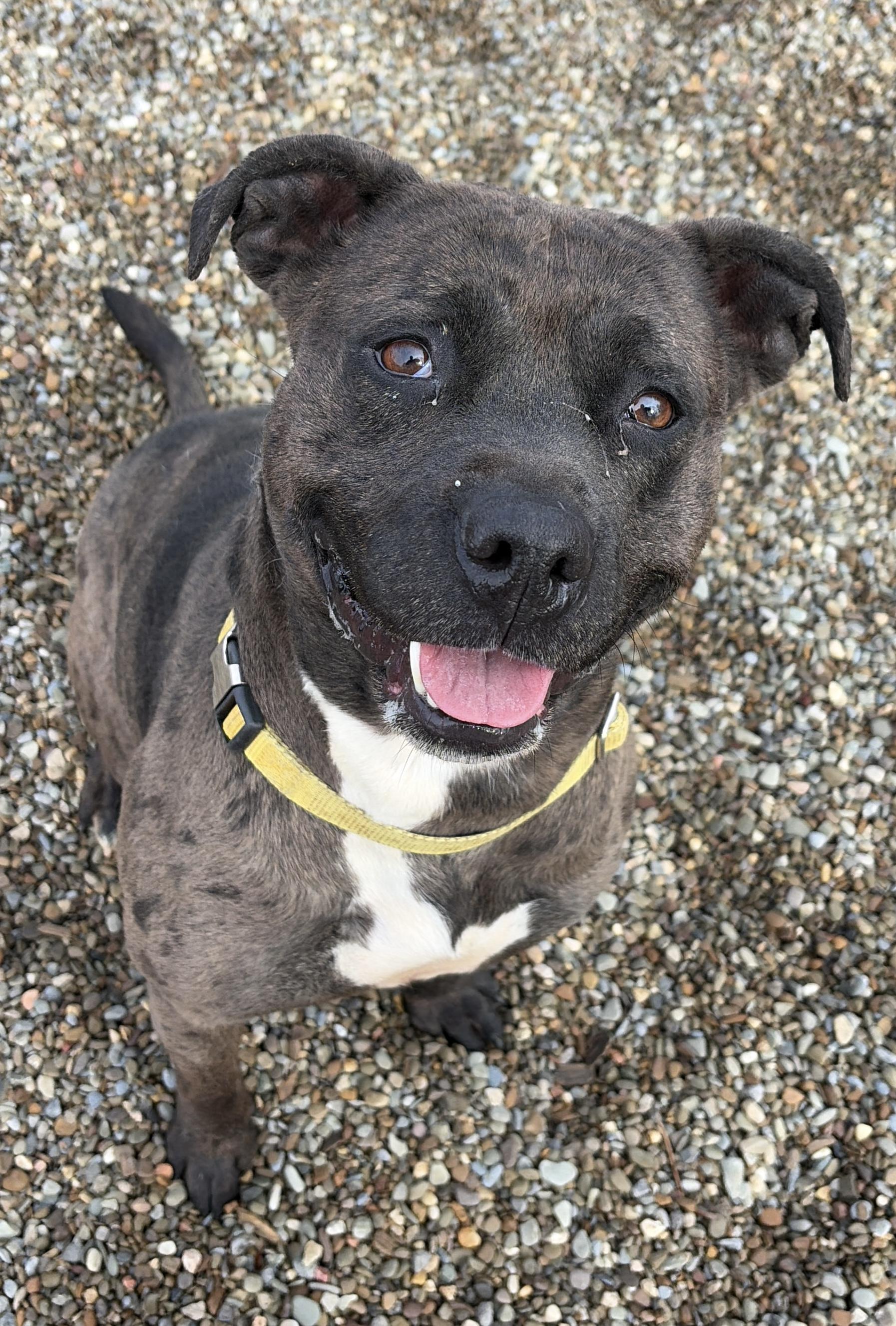 Maggie ADOPTED, Adoptable, Adult Female Pit Bull Terrier.