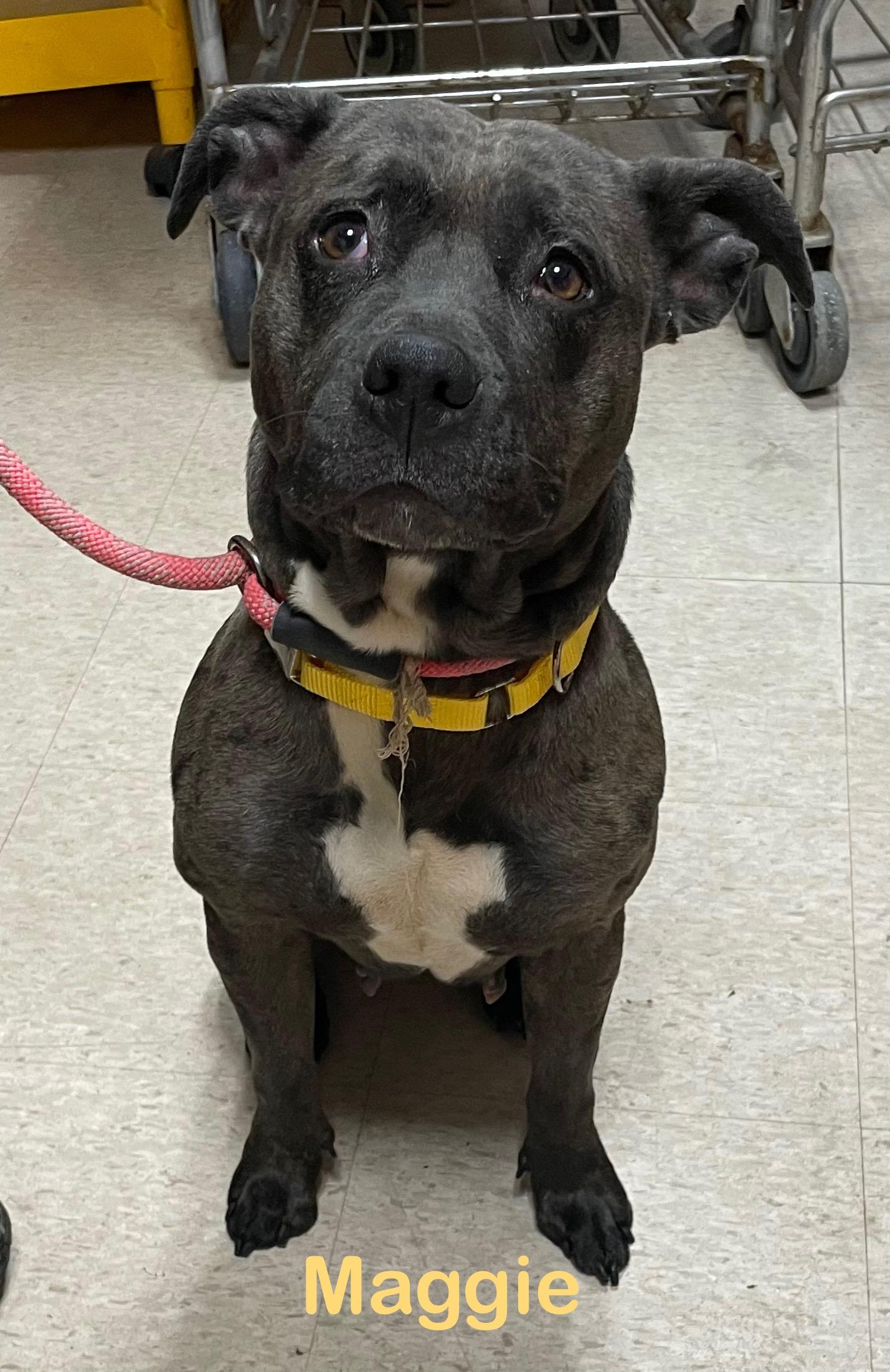 Enlarge Maggie AVAILABLE , a Adoptable Pit Bull Terrier in Canton, OH image 2/2