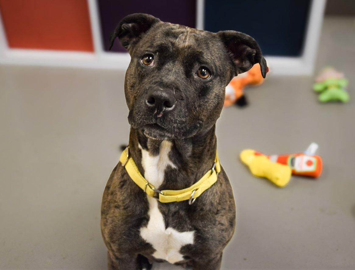 Enlarge Maggie AVAILABLE , a Adoptable Pit Bull Terrier in Canton, OH image 1/4