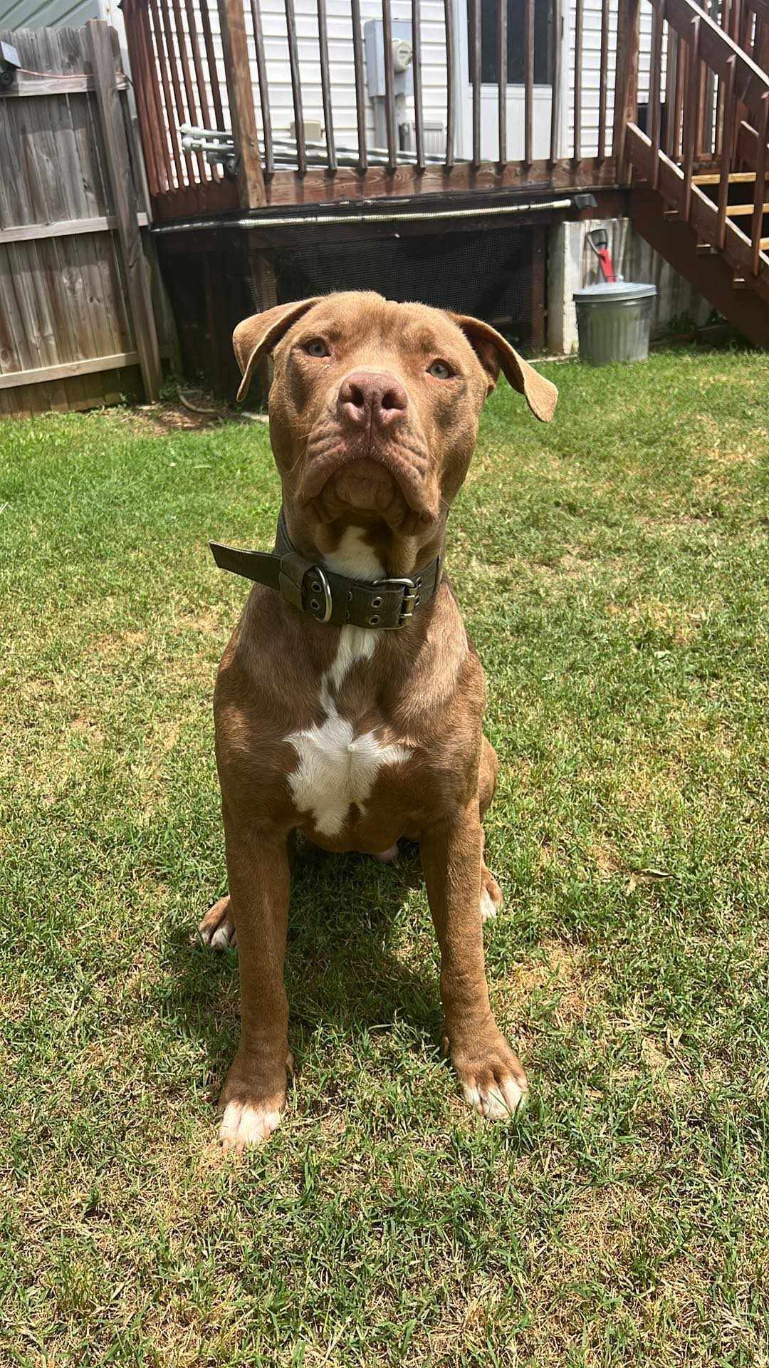 Ruckus (Community Assist), Adoptable, Young Male Labrador Retriever & Pit Bull Terrier.