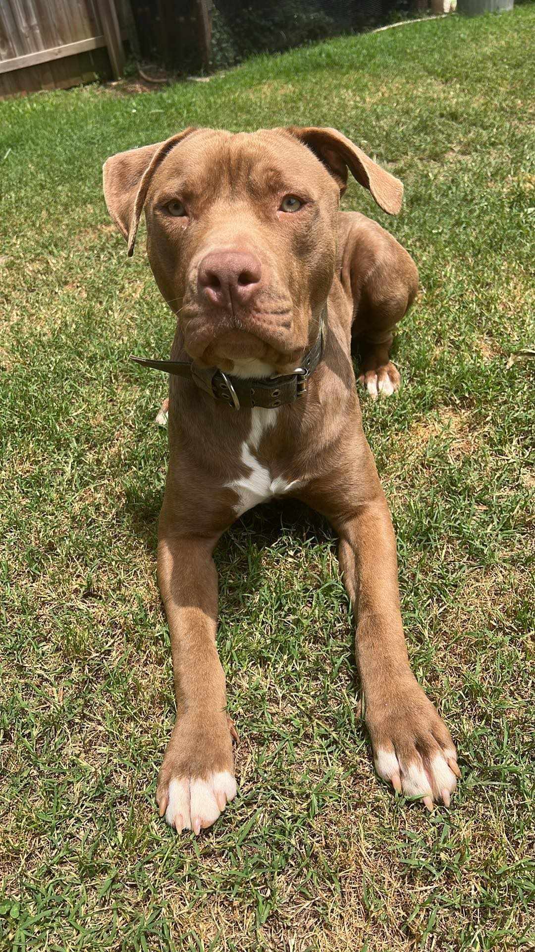 Enlarge Ruckus (Community Assist), a Adoptable mixed breed in Marion, NC image 2/4