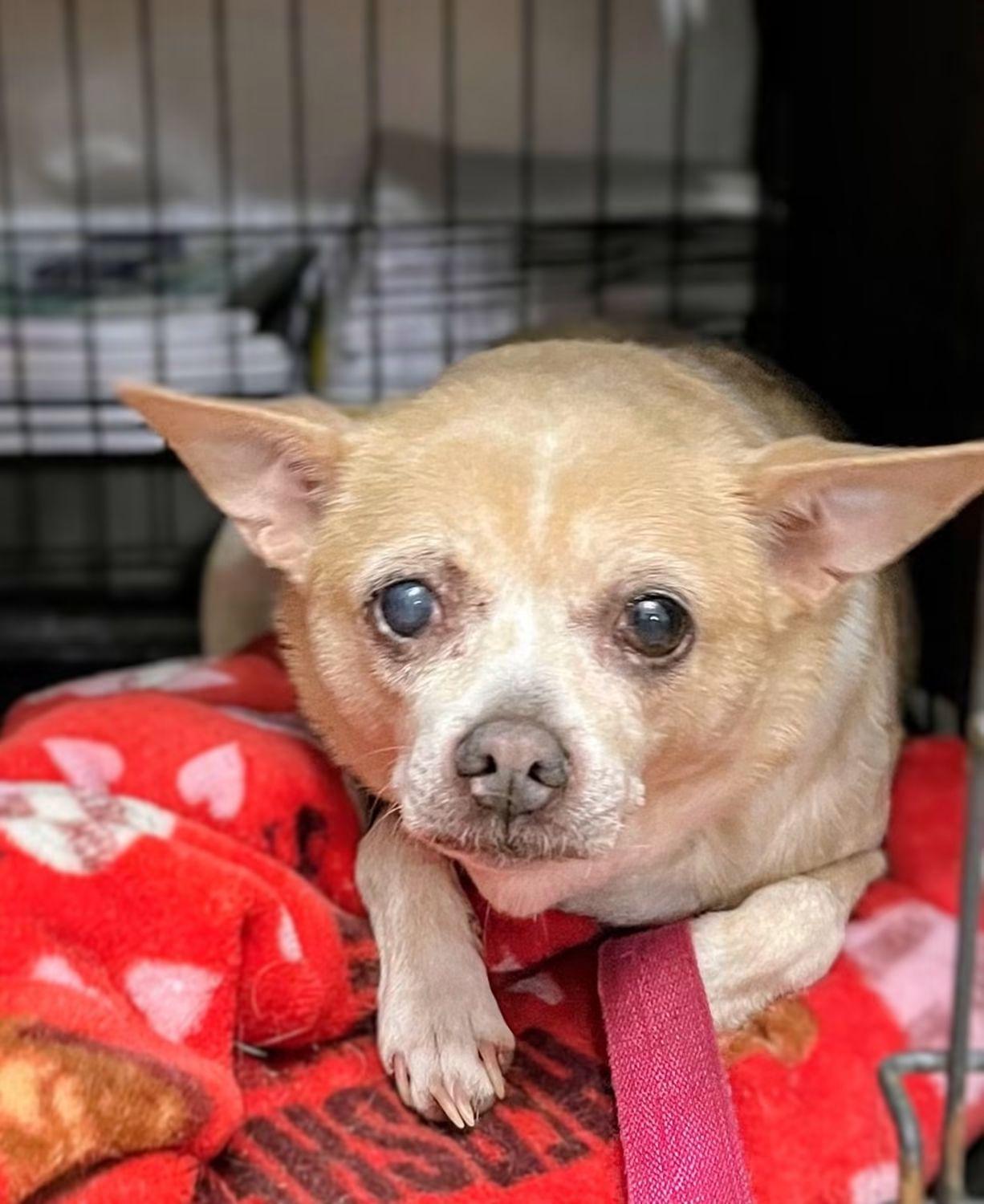 Enlarge Peeper, a Adoptable Chihuahua in Sawyer, ND image 5/5