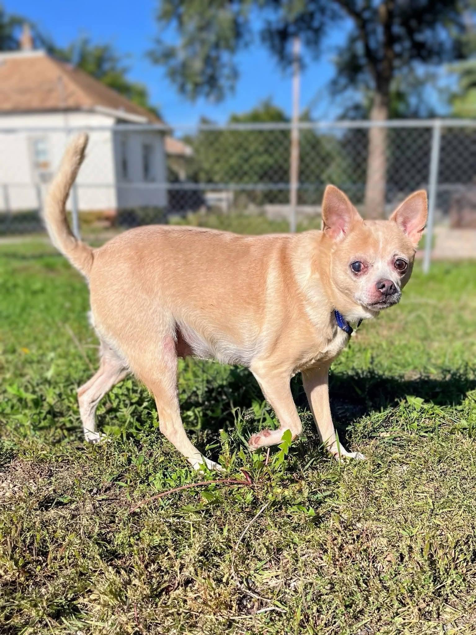 Enlarge Peeper, a Adoptable Chihuahua in Sawyer, ND image 3/5