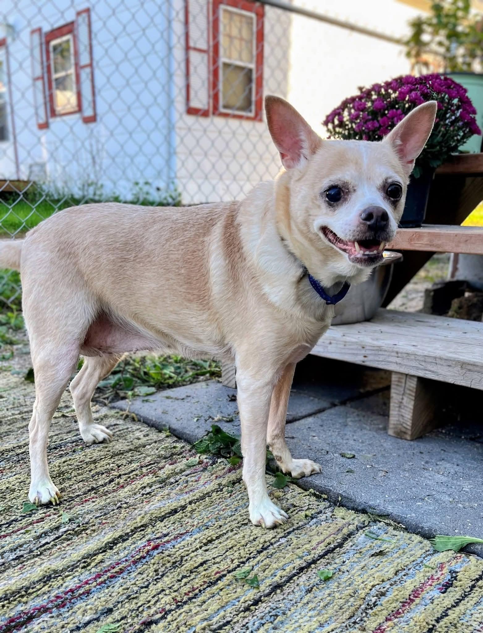 Enlarge Peeper, a Adoptable Chihuahua in Sawyer, ND image 1/5