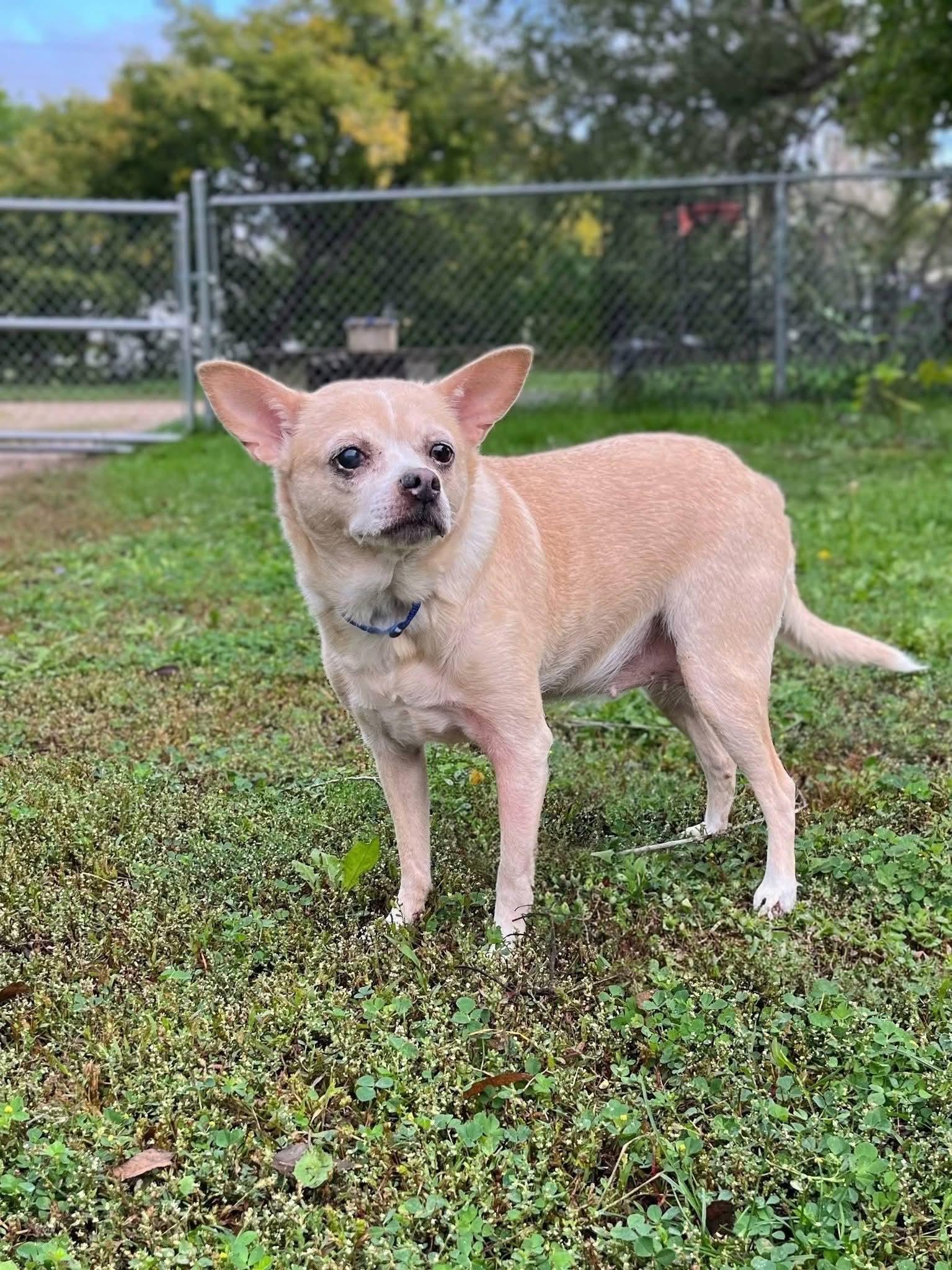 Enlarge Peeper, a Adoptable Chihuahua in Sawyer, ND image 4/5