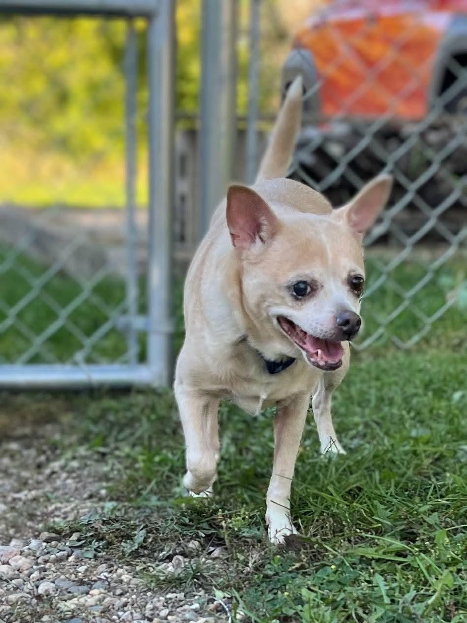 Enlarge Peeper, a Adoptable Chihuahua in Sawyer, ND image 2/5