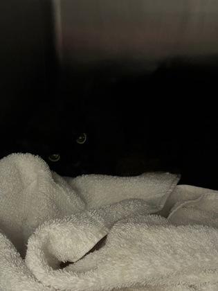 Kiera, an adoptable Domestic Long Hair in Redmond, OR, 97756 | Photo Image 2