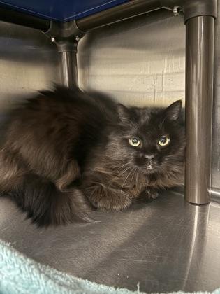Kiera, an adoptable Domestic Long Hair in Redmond, OR, 97756 | Photo Image 1