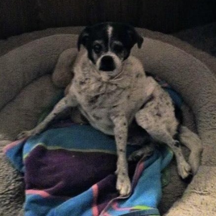 Nelson, an adoptable Chihuahua in Thayne, WY, 83127 | Photo Image 1