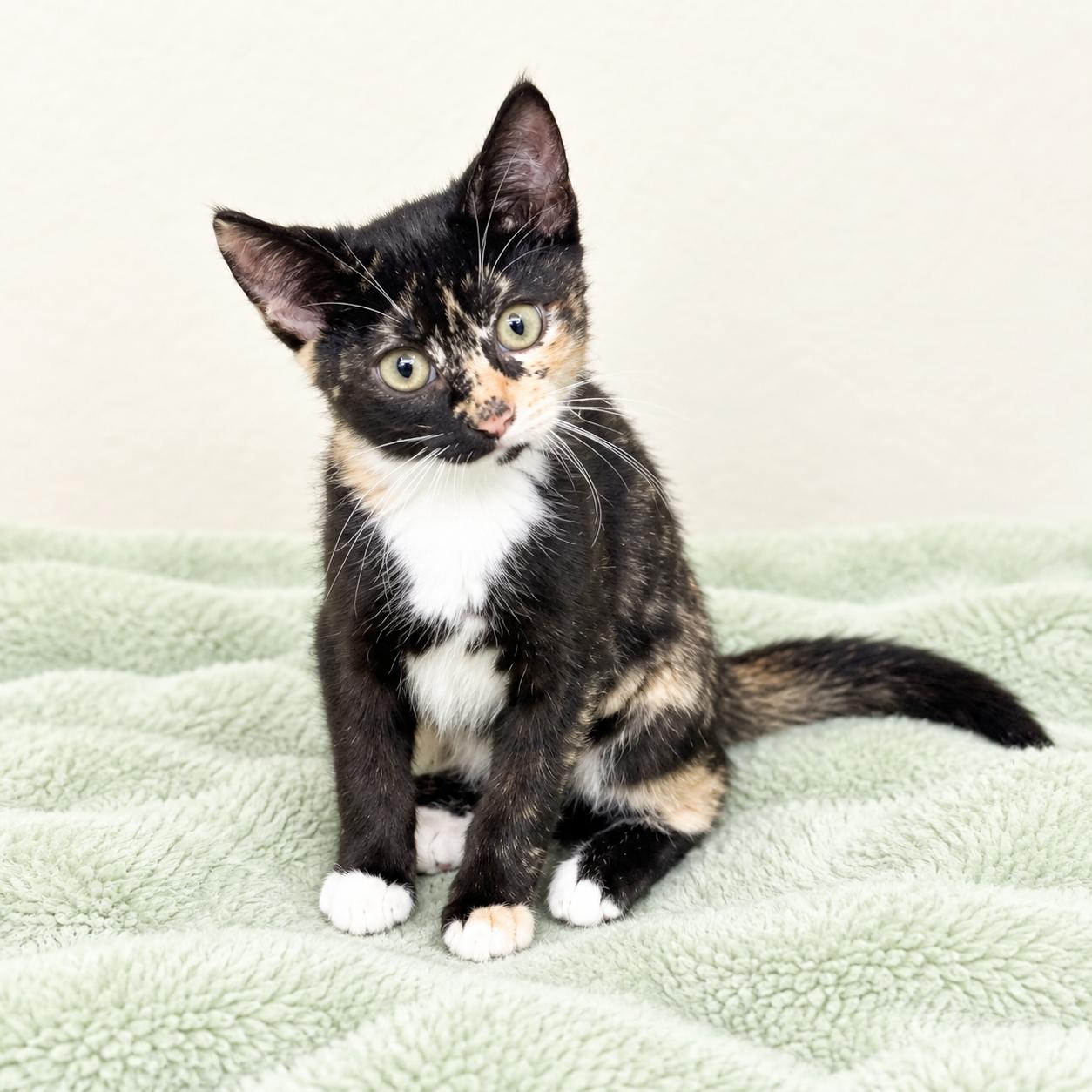 Enlarge Viva, a Adoptable mixed breed in Long Beach, WA image 3/3