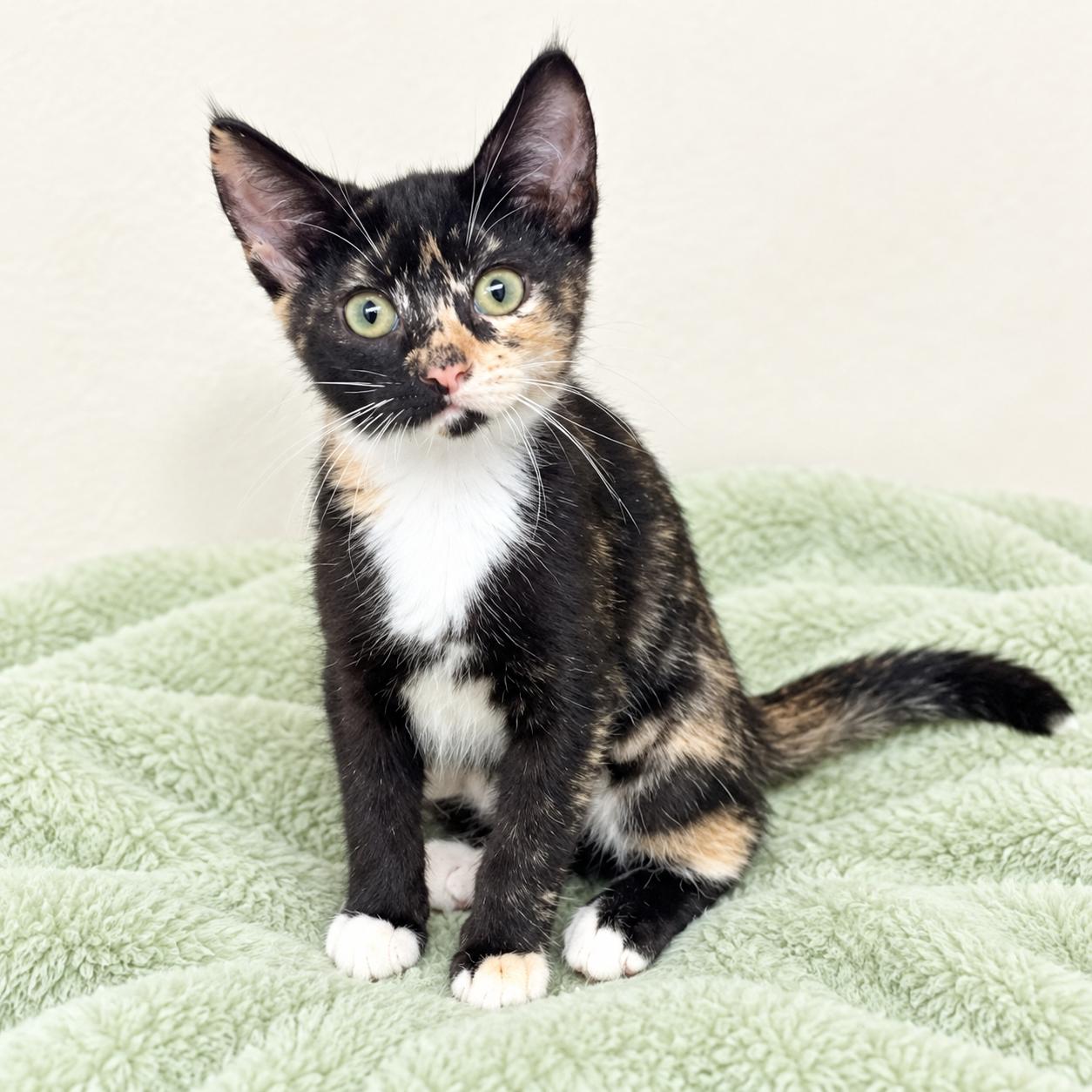 Viva, Adoptable, Kitten Female Calico & Domestic Short Hair.
