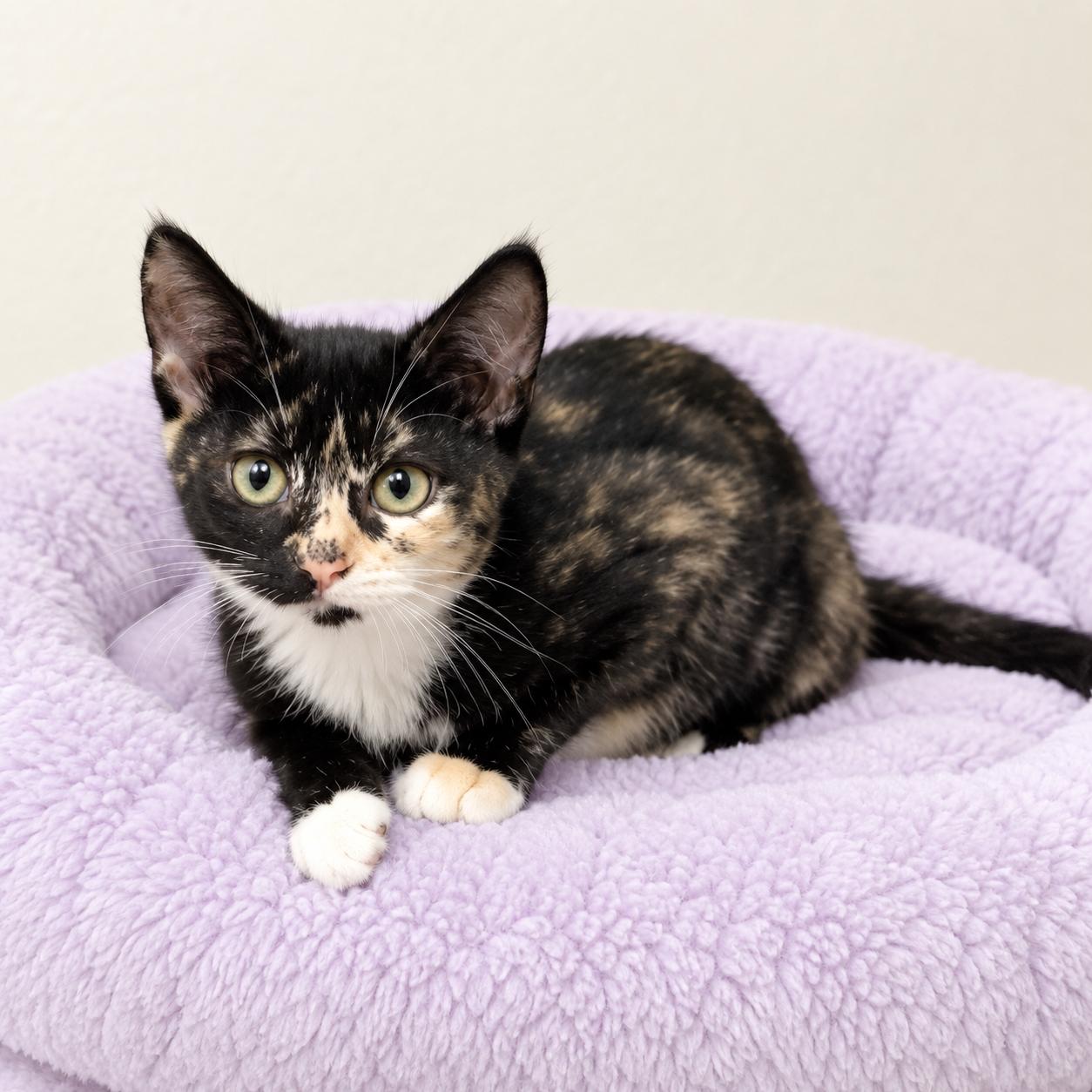 Enlarge Viva, a Adoptable mixed breed in Long Beach, WA image 2/3