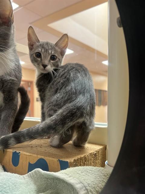 ASH, Adoptable, Kitten Female Domestic Short Hair.