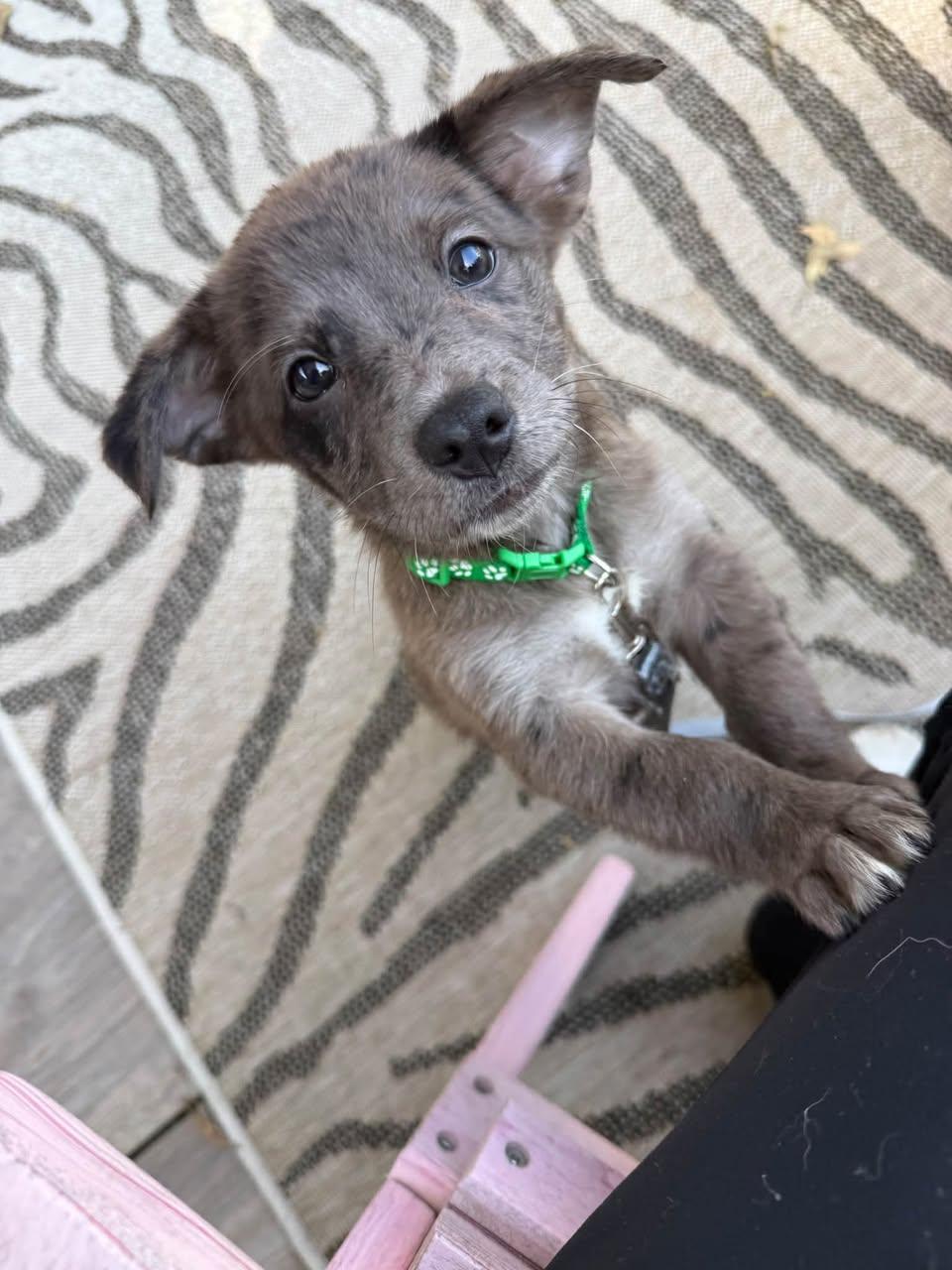 Enlarge Andre- the A litter, a Adoptable Cairn Terrier in Oakhurst, NJ image 2/3