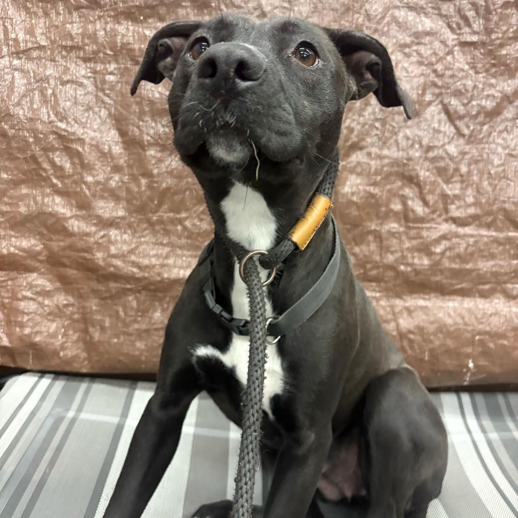 Enlarge Aspen, a Adoptable mixed breed in Turlock, CA image 1/6