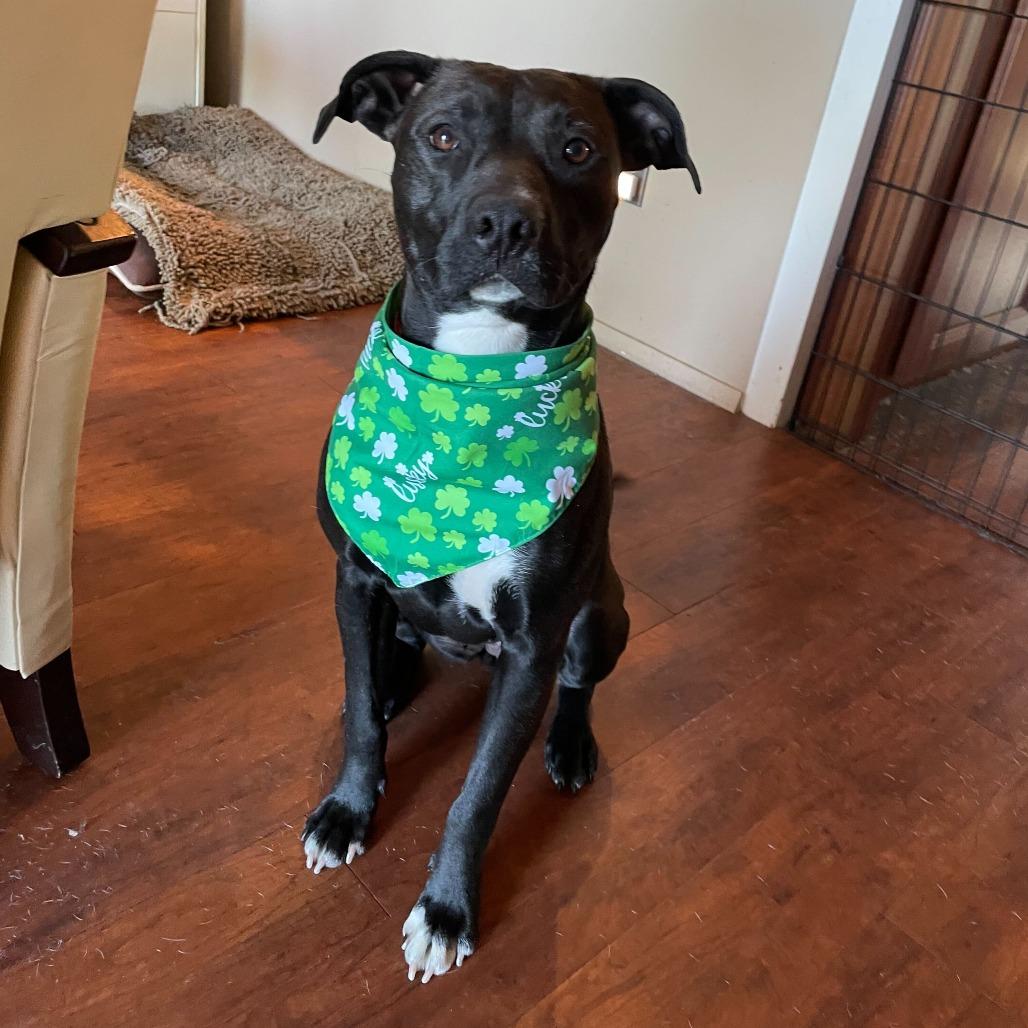 Enlarge Aspen, a Adoptable mixed breed in Turlock, CA image 2/6