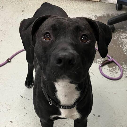 Enlarge Aspen, a Adoptable mixed breed in Turlock, CA image 3/6