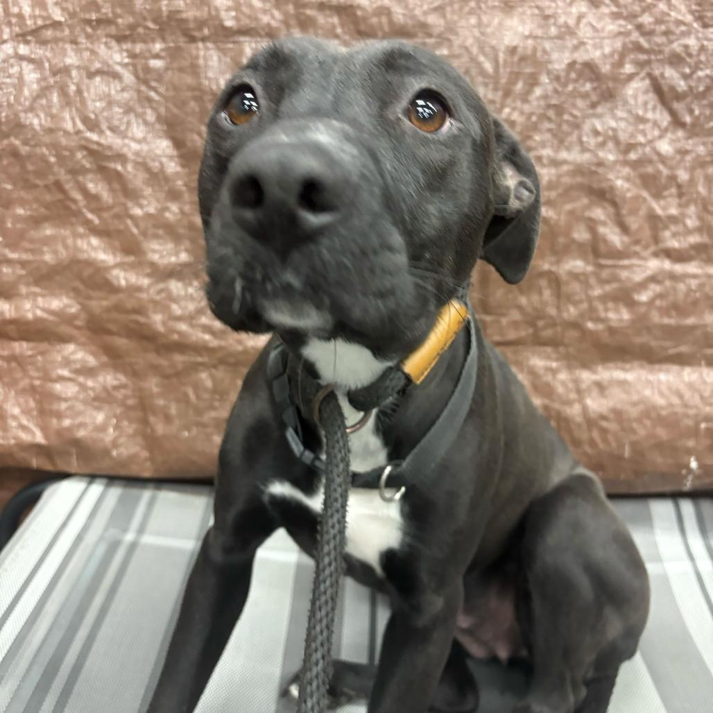 Enlarge Aspen, a Adoptable mixed breed in Turlock, CA image 4/6