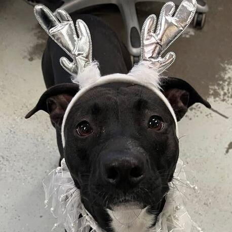 Enlarge Aspen, a Adoptable mixed breed in Turlock, CA image 5/6