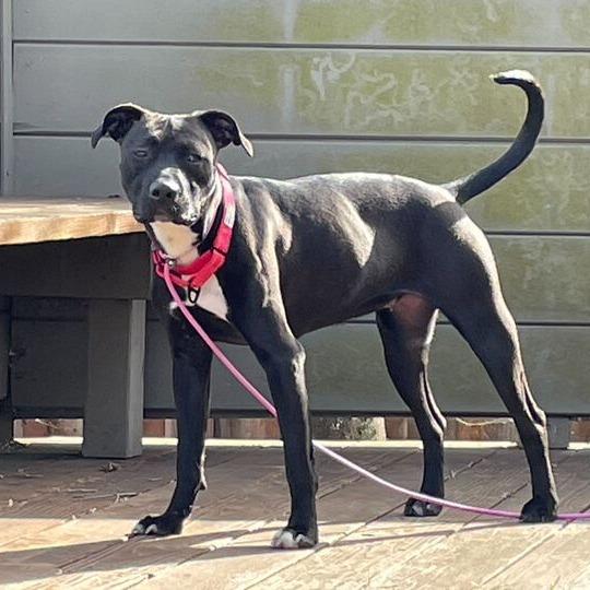 Enlarge Aspen, a Adoptable mixed breed in Turlock, CA image 6/6