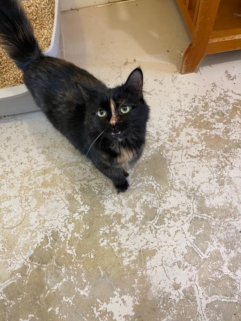 Enlarge Cleo, a Adoptable mixed breed in Bourbonnais, IL image 1/1