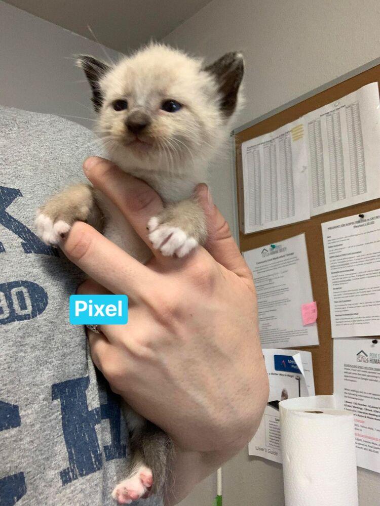 Enlarge Pixel, a Adopted mixed breed in Bolivar, MO image 1/1