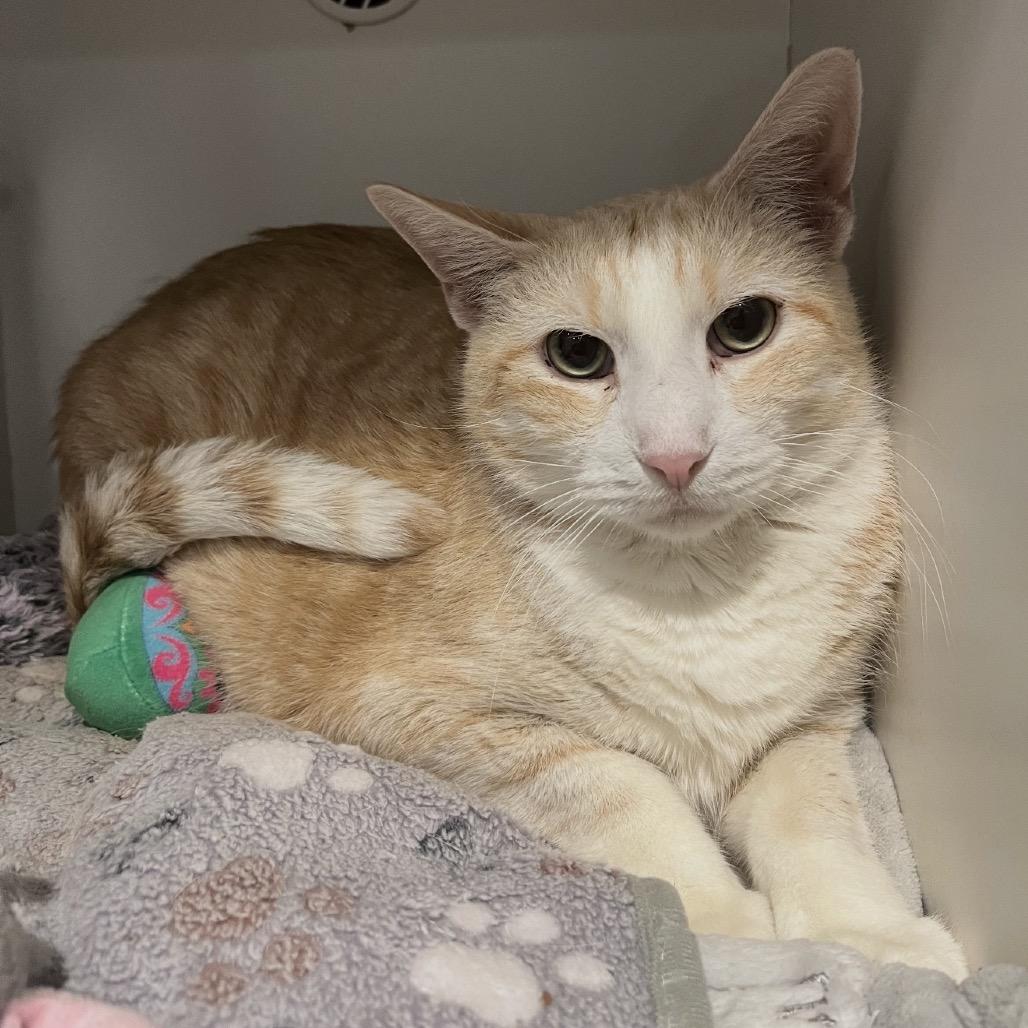 Enlarge Bob, a Adoptable Domestic Short Hair in Matteson, IL image 1/5