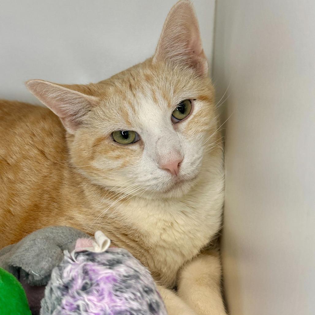 Enlarge Bob, a Adoptable Domestic Short Hair in Matteson, IL image 2/5