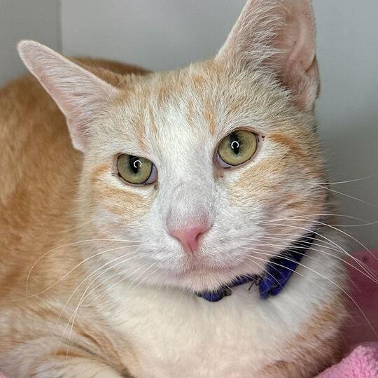 Enlarge Bob, a Adoptable Domestic Short Hair in Matteson, IL image 2/4