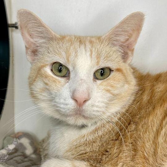 Enlarge Bob, a Adoptable Domestic Short Hair in Matteson, IL image 3/5