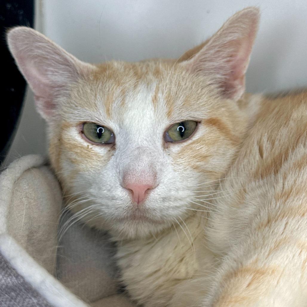 Enlarge Bob, a Adoptable Domestic Short Hair in Matteson, IL image 4/5