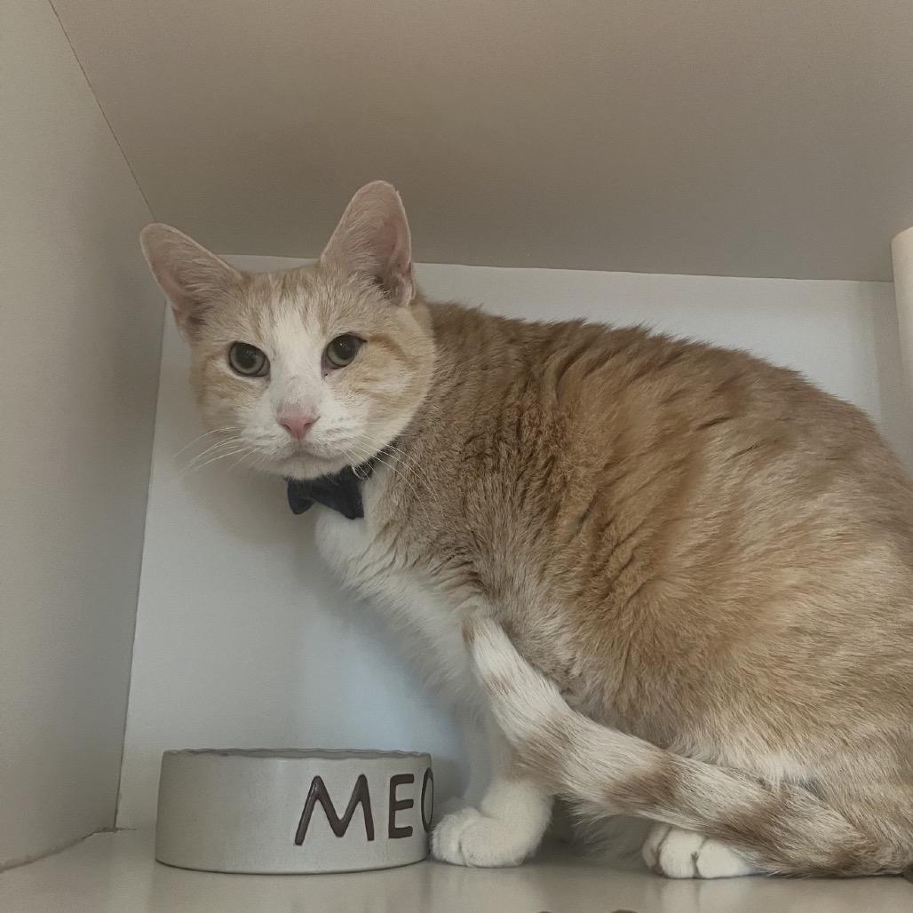Enlarge Bob, a Adoptable Domestic Short Hair in Matteson, IL image 5/5