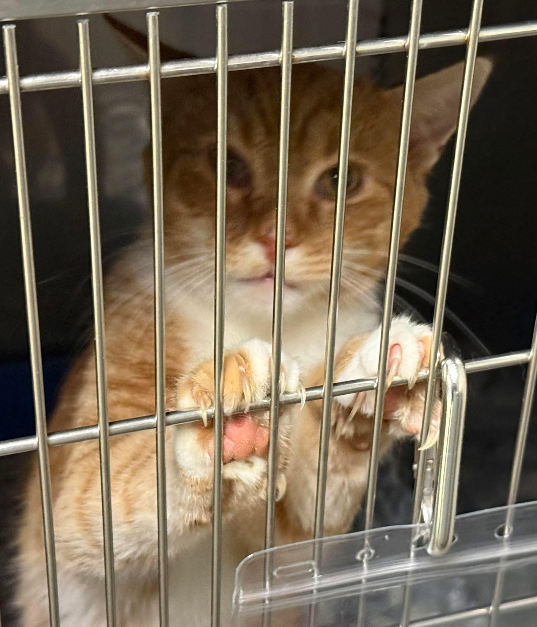 Thomas, ADOPTABLE, Young Male Domestic Short Hair.