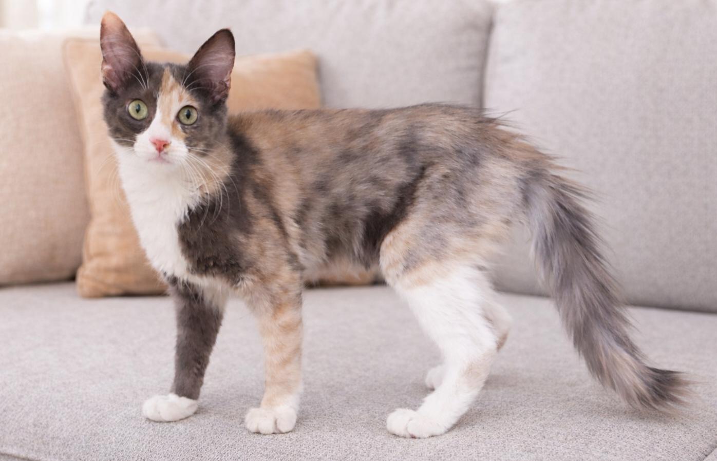 Enlarge Keeley, a ADOPTABLE mixed breed in Temecula, CA image 1/3