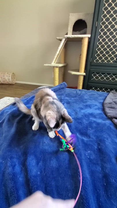 Enlarge Keeley, a ADOPTABLE mixed breed in Temecula, CA video 2/3