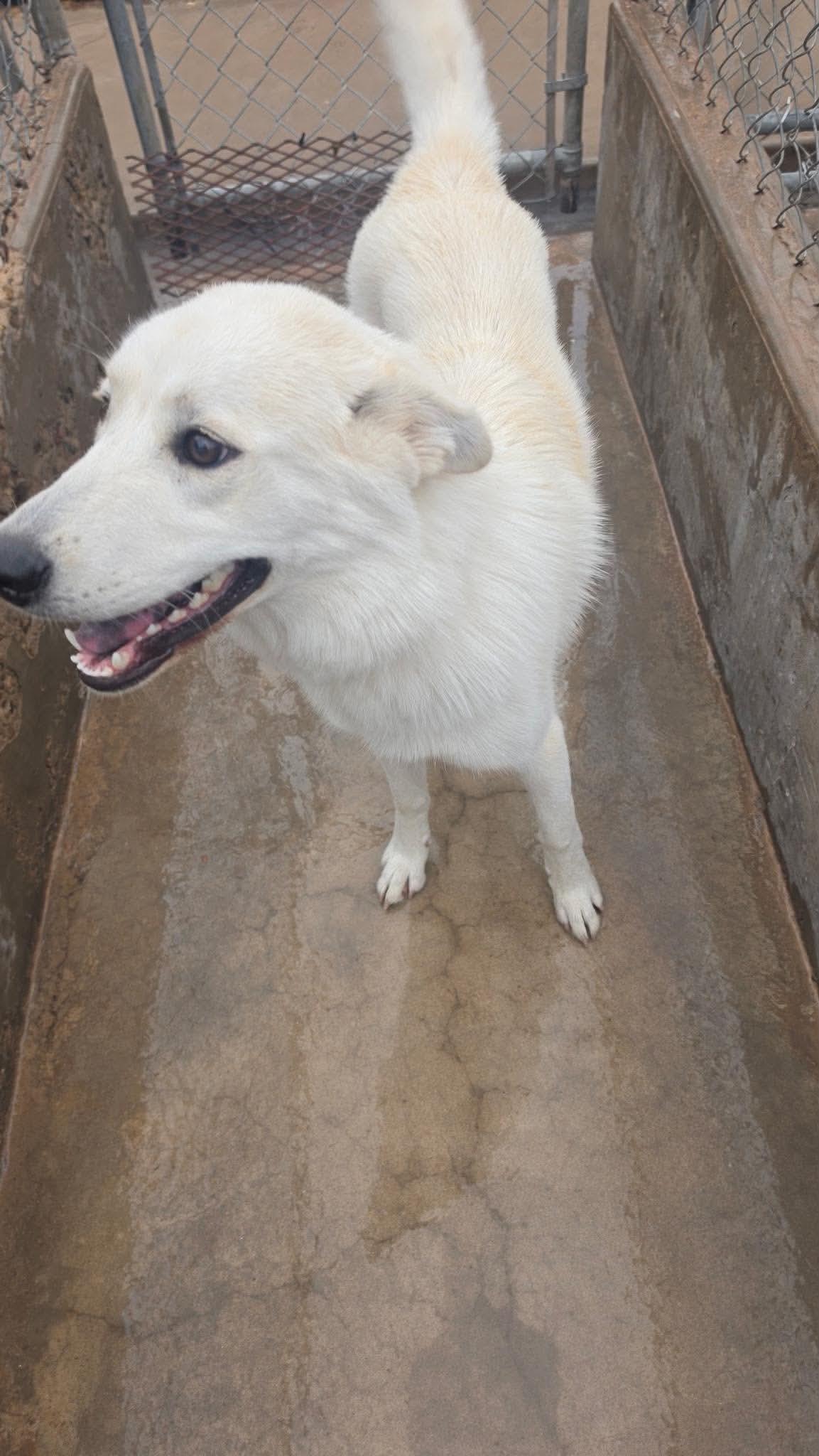 Enlarge Snowflake, a Adoptable Akbash in Loveland, CO image 6/6