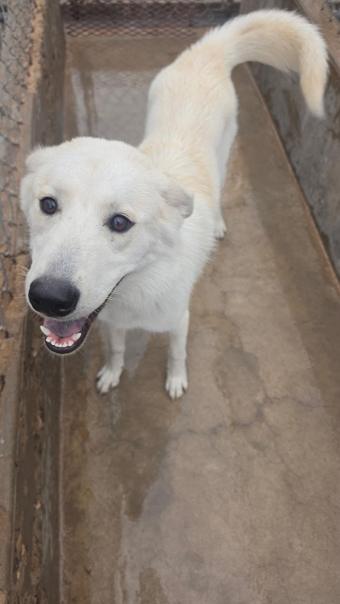 Snowflake, Adoptable, Young Female Akbash.