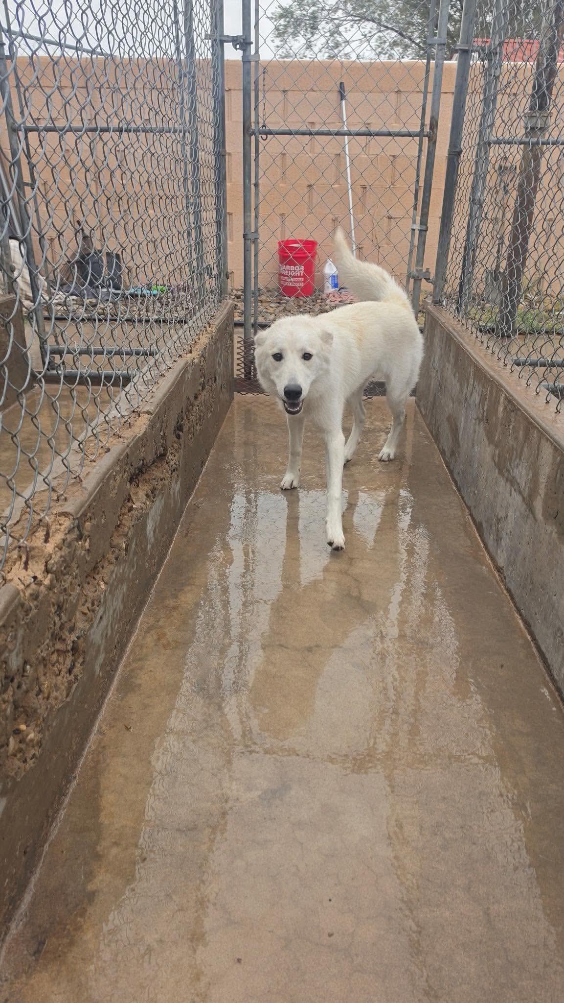 Enlarge Snowflake, a Adoptable Akbash in Loveland, CO image 5/6